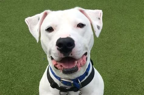 battersea dog home lottery|battersea dogs home windsor rehoming gallery.